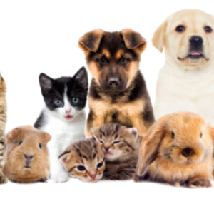 STEAM Academy: Furry Friends (Grades K-5)
