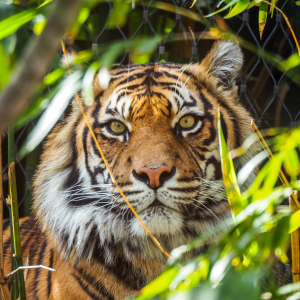 STEAM Academy: Animal Kingdom (Grades 3-5)