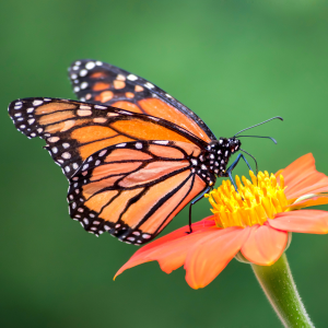 STEAM Academy: Bugs & Butterflies (Grades 3-5)