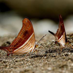 STEAM Academy: Bugs & Butterflies (Grades 3-5)