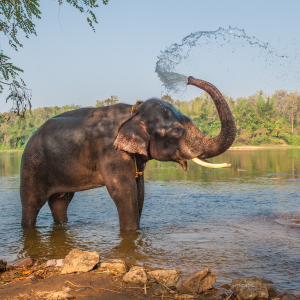 STEAM Academy: Animal Kingdom (Grades 3-5)
